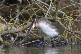 <p>POTÁPKA ROHÁČ (Podiceps cristatus) /Great grested grebe – Haubentaucher/</p>